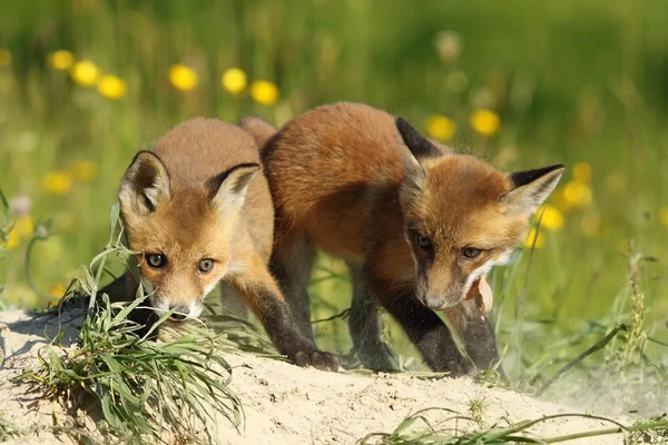 Dos hermanos zorro jugando delante de la guarida —  Fotos de Stock