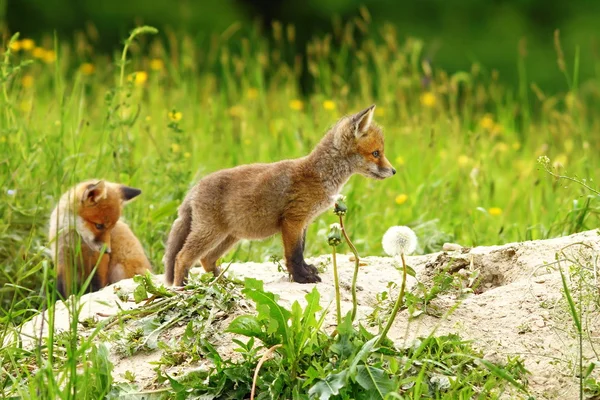 iki kırmızı tilki yavrularını