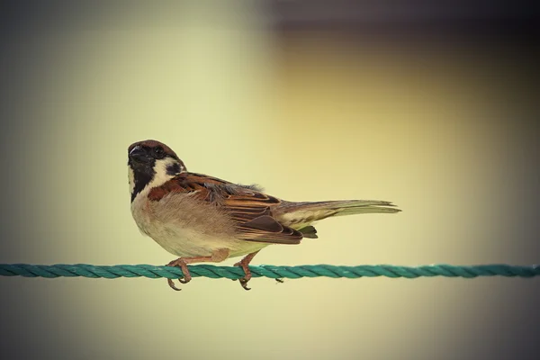 Vintage-Image des Haussperlings — Stockfoto