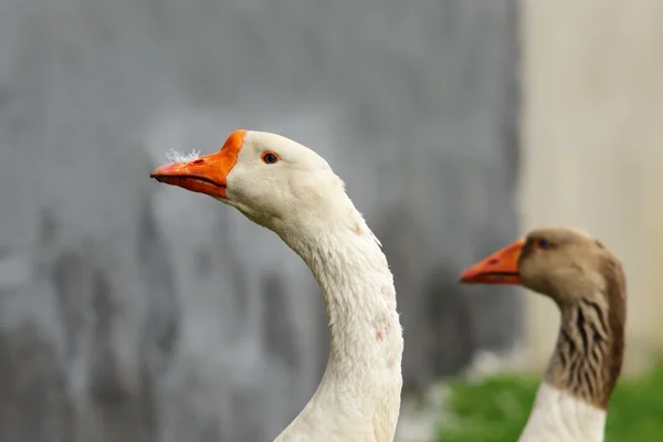 Bianco gander ritratto — Foto Stock