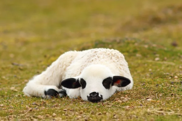 잔디에 누워 하얀 어린 양 — 스톡 사진
