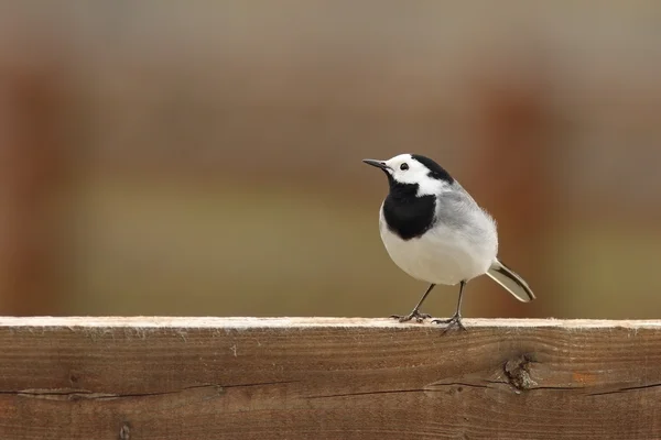 Wagtail blanco en valla de madera — Foto de Stock