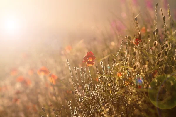 Wilde Mohnblumen im Sonnenuntergang — Stockfoto