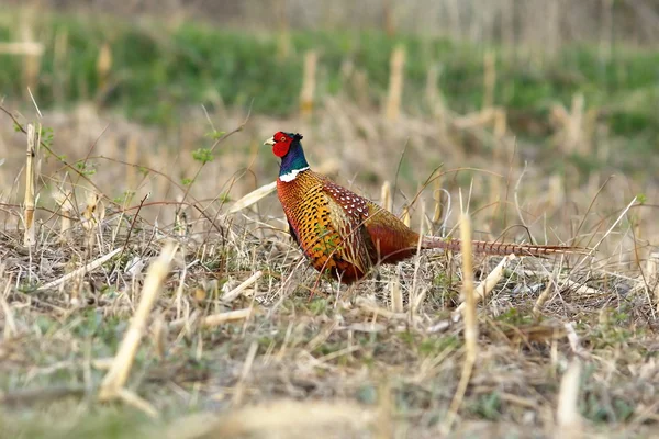 Wild pheasant rooster in agricultural field — Stock Photo, Image