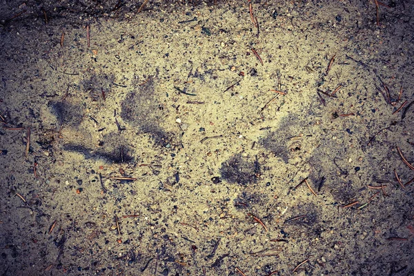Wolf tracks in mud — Stock Photo, Image