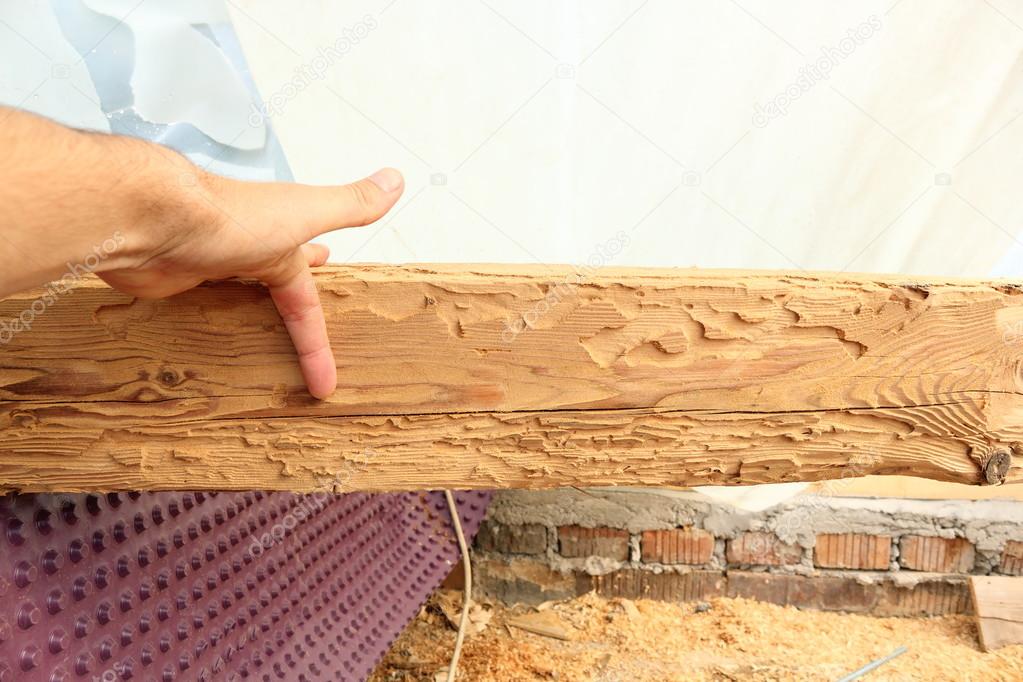 Trave di legno mostrando allattacco di insetti — foto stock ... Insetti del legno in casa