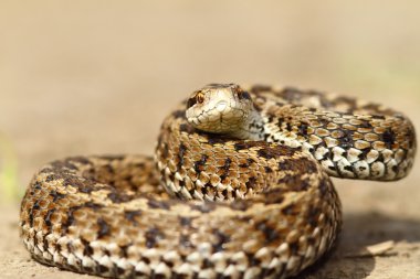 kızgın Avrupa çayır engerek