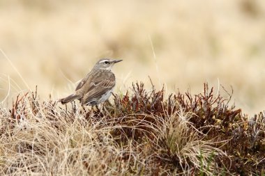 Anthus spinoletta Bush