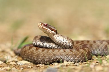 güzel Vipera berus