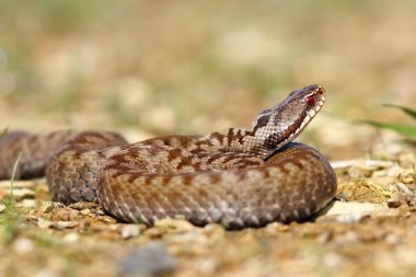beautiful european venomous snake clipart