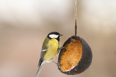 domuz yağı besleyici bahçede üzerinde büyük baştankara