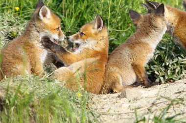 Mağaranın yakınlarında oynarken mutlu fox yavrularını