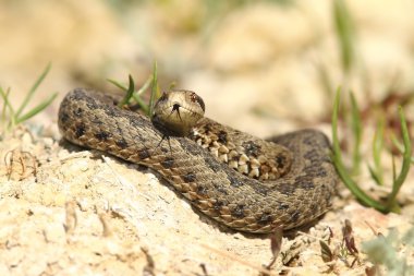  erkek viper hazırda bekleme durumundan ortaya çıktı.