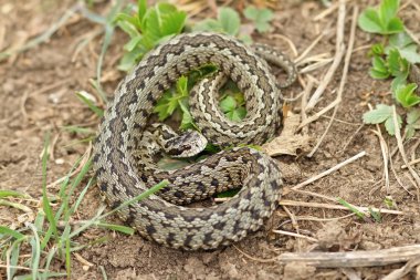 vipera ursinii rakosiensis habitat üzerinde