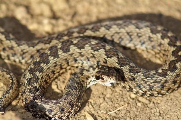 Aggressive meadow viper — Stock Photo, Image