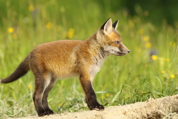 Śliczny czerwony Lisa cub — Zdjęcie stockowe