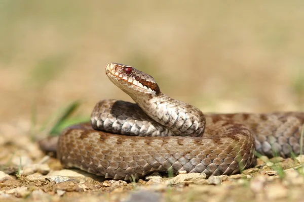 Beautiful Vipera berus — Stock Photo, Image