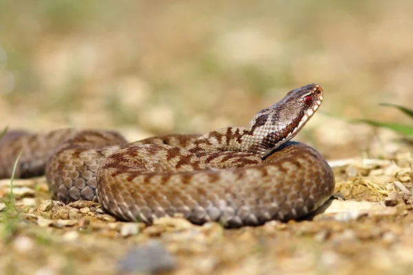 Όμορφη Ευρωπαϊκή δηλητηριώδες φίδι — Φωτογραφία Αρχείου