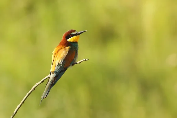 Bee eater perched on twig — Stock Photo, Image