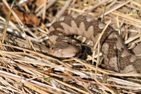 Női nagyorrú szarvas vipera, portré, a természetes élőhely — Stock Fotó