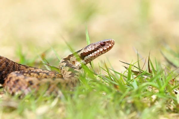 Close up of european common adder — Stock Photo, Image