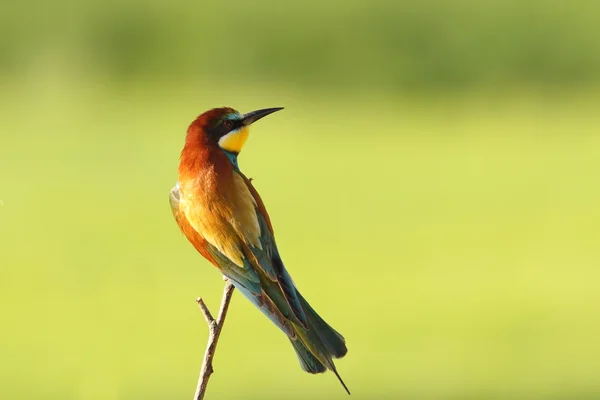 Colorful bee eater over green background — Stock Photo, Image