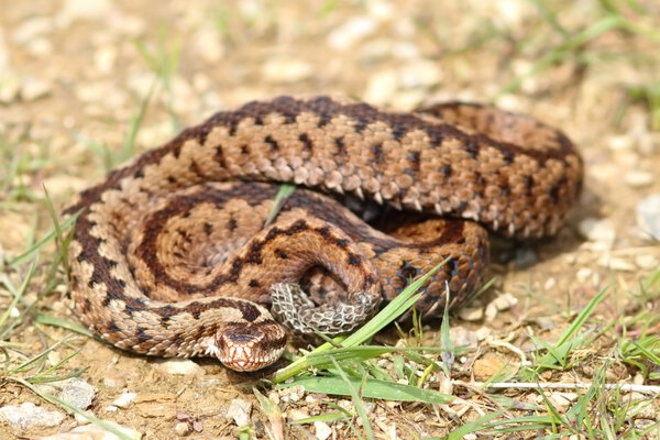 разноцветная самка Vipera berus
