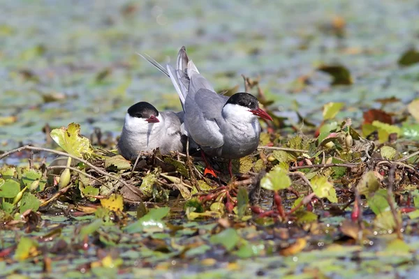 Visdief mannelijke en vrouwelijke op het nest — Stockfoto