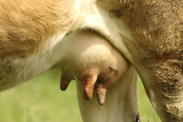 Úbere de vaca na bio fazenda — Fotografia de Stock