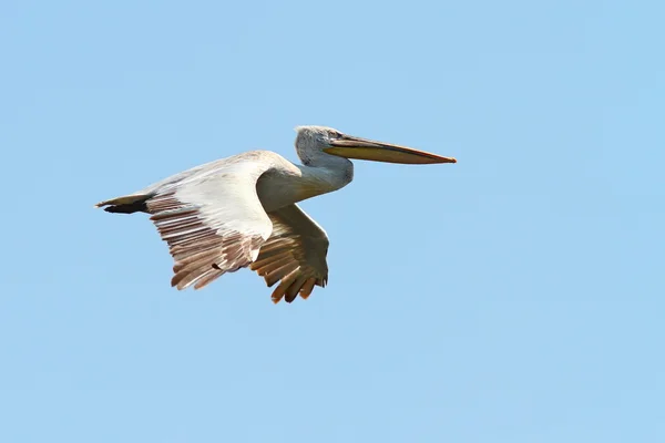 Pelikan w fligh — Zdjęcie stockowe