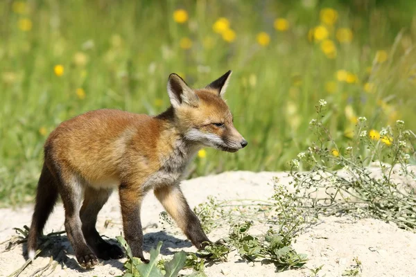 かわいい若い赤狐 — ストック写真