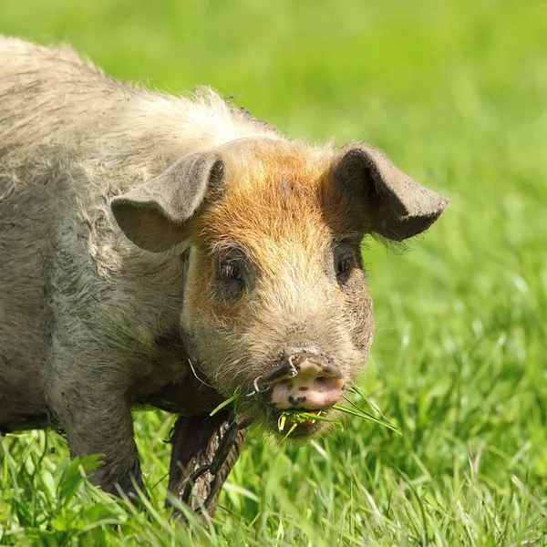 Милый портрет свиньи — стоковое фото