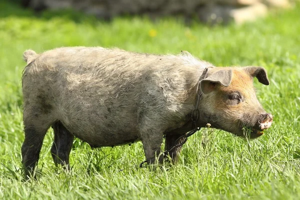 Schmutziges Schwein weidet auf Rasen — Stockfoto