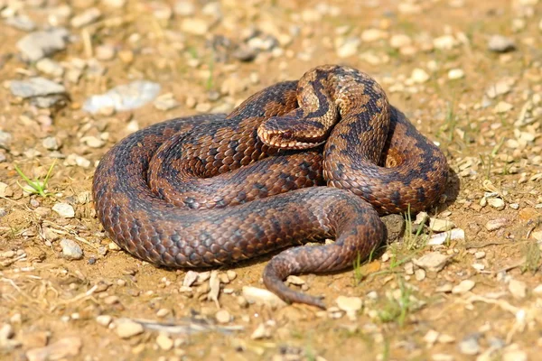 Európai kígyó vipera berus — Stock Fotó
