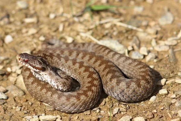 Самка общего скрещенного змея на земле — стоковое фото