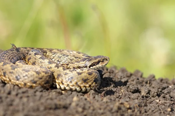 Female meadow adder in situ — Stock Photo, Image