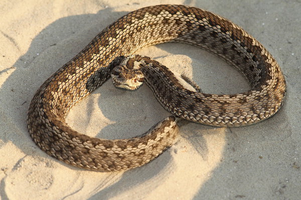 Moldavian meadow viper
