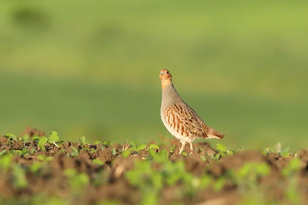 Perdrix grise regardant la caméra — Photo