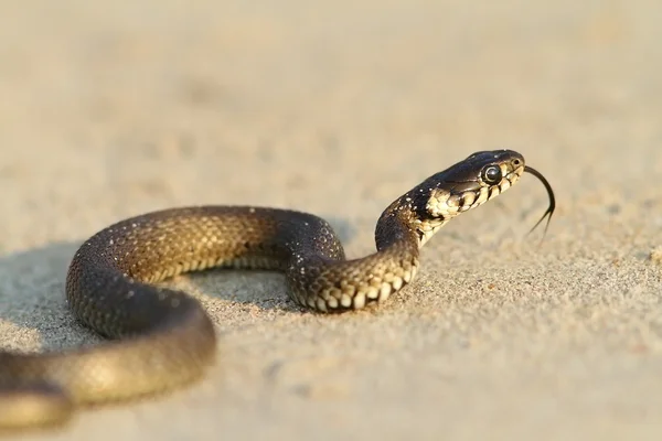 Serpente d'erba, giovane sulla sabbia — Foto Stock