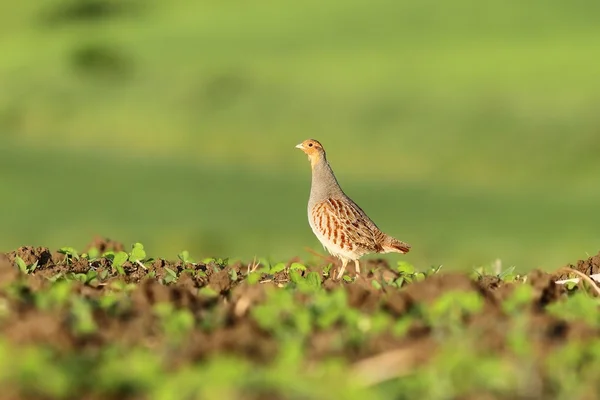 Grey partridge on agricultural field — Stock Photo, Image