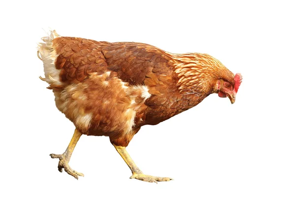 Isolated brown hen — Stock Photo, Image