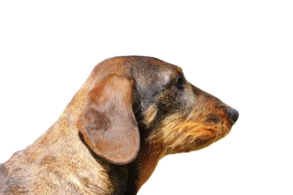 Retrato aislado de perro teckel —  Fotos de Stock