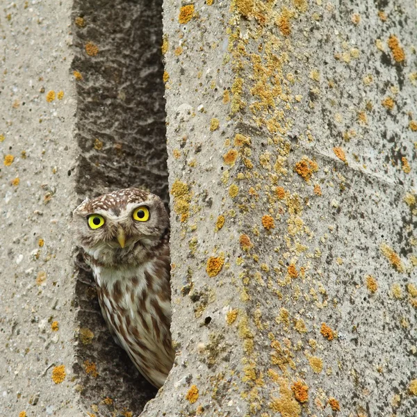 Маленька сова ховається в цементному стовпі — стокове фото