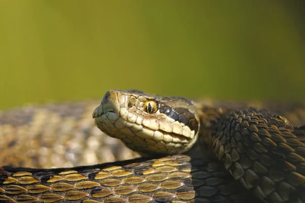 Macro portrait of vipera ursinii — Stock Photo, Image