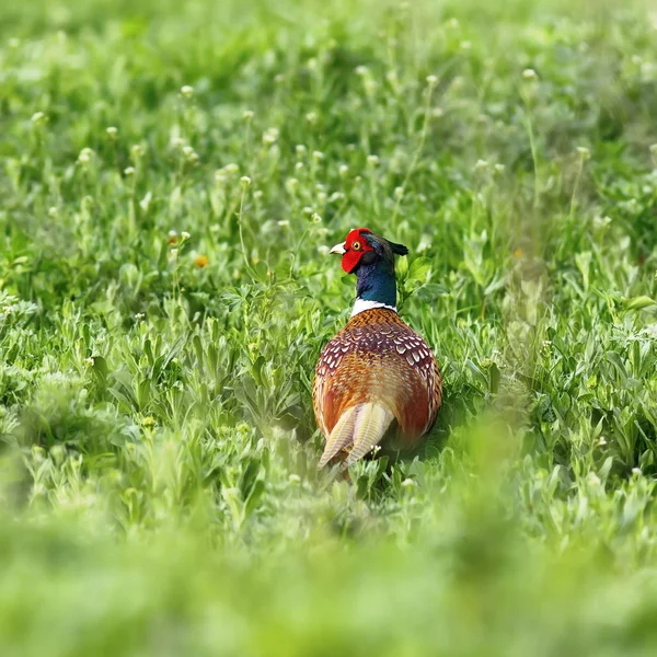 Fagiano comune maschio sul campo verde — Foto Stock