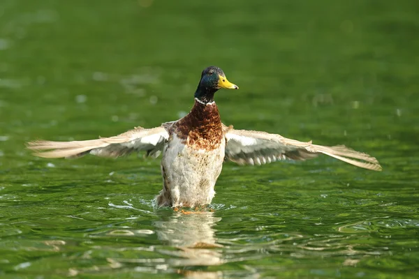 Canard colvert mâle écartant les ailes — Photo