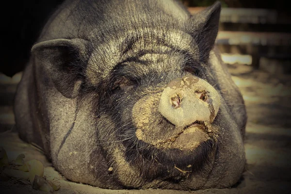 Portrait of huge pig — Stock Photo, Image