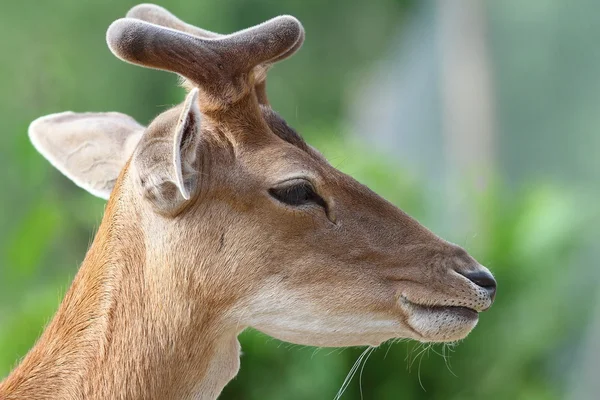 Porträt eines jungen Rehbocks — Stockfoto