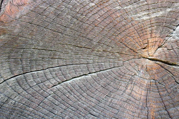 Texture of cut oak tree — Stock Photo, Image