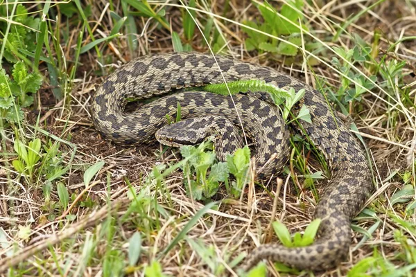 La serpiente más rara de Europa — Foto de Stock